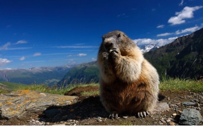 Immagine marmotta