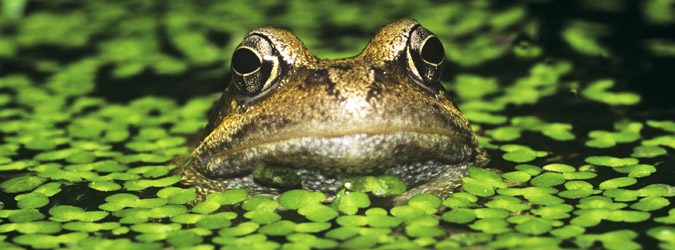 675_233528_Grasfrosch_Rana_temporaria_c_WWF