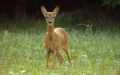 Immagine capriolo