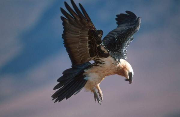 animali-delle-alpi-gipeto-foto-canon-wwf-di-martin-harvey
