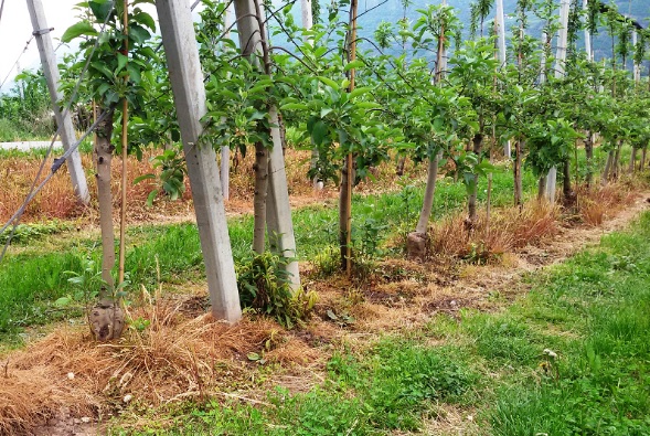 campo-di-mele-con-glifosato