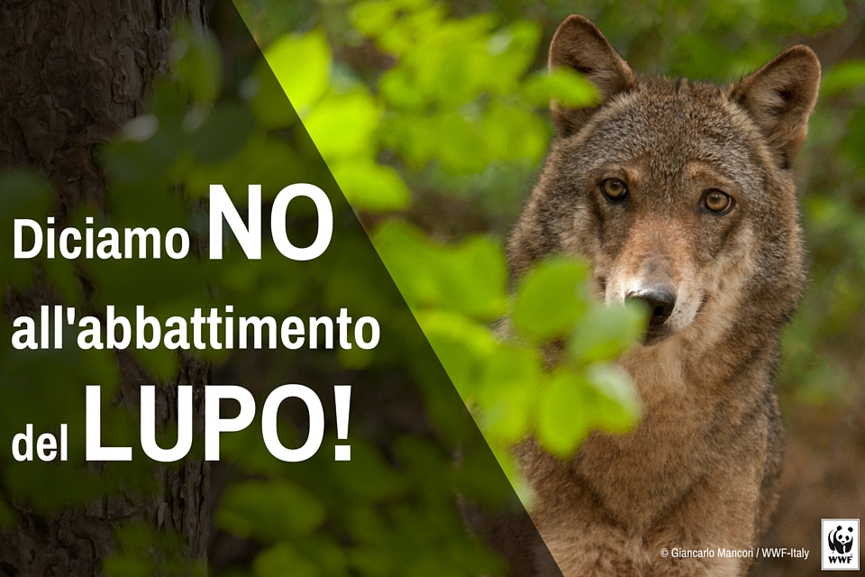 lupo_social