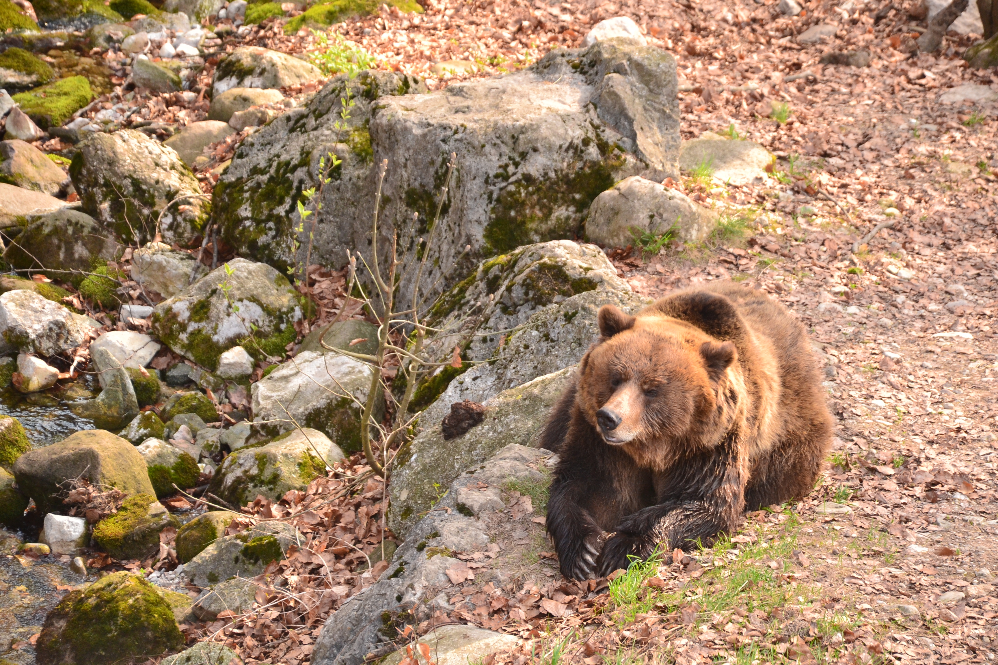 orso5_spormaggiore_fotosarabragonzi