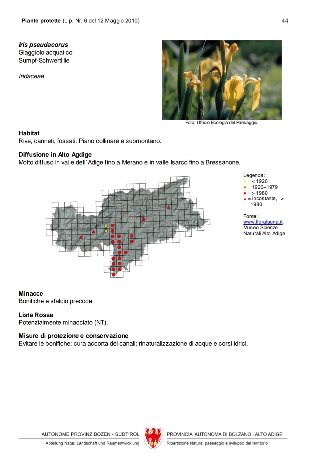 Scheda Iris pseudacorus